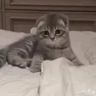 قطه للبيع