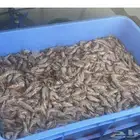 بيع ربيان بحري