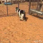 تيس تربية