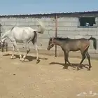 عدد 2 افراس ومهر عمر 8 اشهر وحصان
