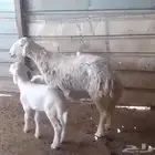 شاه حرية متبع بخروف