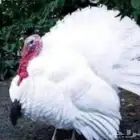 دجاج رومي لون ابيض بياض شرط ودجاج بلدي بياض وبط