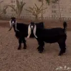 جفره عارضيه والد