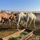 قعدان برية طيبة