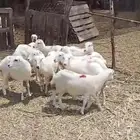 رخيل بلدي