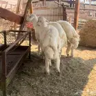 ذبايح مناسبات مجمله طليان حريه للبيع