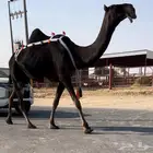 باكستانيه عشراء ضروبه
