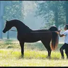 مطلوب مهر فاخر او حصان