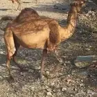 ناقة القحة للبيع