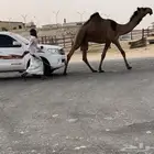 بكستاني قعود كفو ياهل الصنف