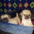 بكينيز زكر و انثي للببع