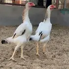 طقم شامو ياباني فاخر