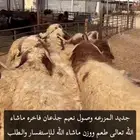 ذبائح كل خير الله موجود موقعنا الدمام نعيم وحري ونجدي