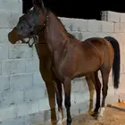 حصان عربي شعبي الطول 7 بلكات حصان سليم العمر 4 سنوات