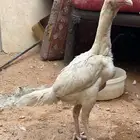 دجاجه شامو الاماني ابيض صك