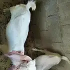 تيوس تربية نظيفة وسليمة