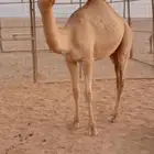 قعود للبيع الموقع الحناكية