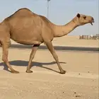 لقحه كفو