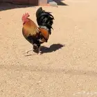 ديك تراثي أصلي