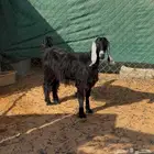 عنز ثنيه وشاه حريه