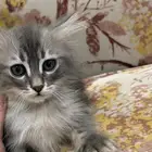 قطط