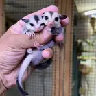 السنجاب الطائر وايت فيس