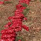 بصل بذره يمني الموقع الجوف