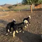 خرفان نجد