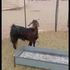 فرس بدل غنم