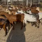 معزاء دهم