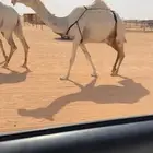 للبيع وضحاء
