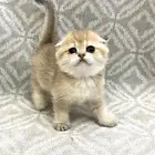 للبيع سكوتش تربل فولد مستوى vip