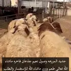 ذبائح نعيم لكل الاحجام ومتوفر نجدي موقعنا الدمام ويوجد توصي