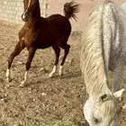 الفرس مياسين حفيدة الابطال