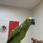 ببغاء امازوني