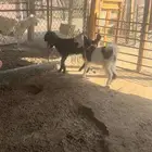 جفرتين