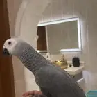 فرخ كاسكو اليف وهدد وطفره