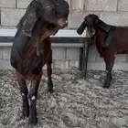 للبيع تيوس