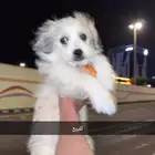 كلب مالتيز انثى