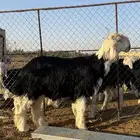 مشروع فحل نجدي صنف