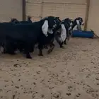 عرض بيع معزاء عوارض فواخر