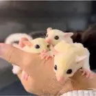 اناث السنجاب الطائر .. شوقر قلايدر