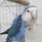 طير رووز ازرق للبيع