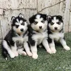 كلاب هاسكي جراوي