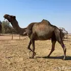 لقحه صفرا طيبه