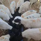بربري وتيوس وسواكن وقعدان للبيع