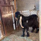 فحل تيس عارضي صنف