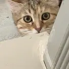 قطه للبيع