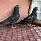 بكستاتي شينا زوج منتج