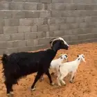 عنز مشروكه متبع